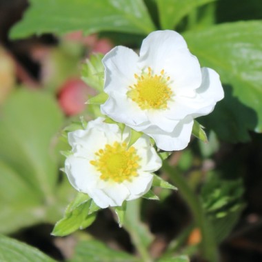 Preview: Erdbeere Marie France (Pflanze)