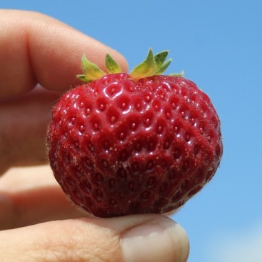 Erdbeere Mieze Schindler (Pflanze)