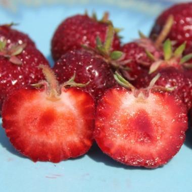 Preview: Erdbeere Mieze Schindler (Pflanze)