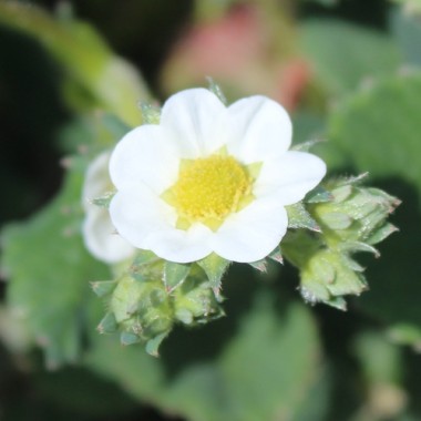 Preview: Erdbeere Mieze Schindler (Pflanze)