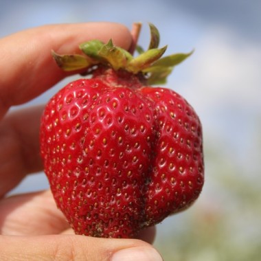 Neu! Erdbeere Riesenerdbeere (Pflanze)