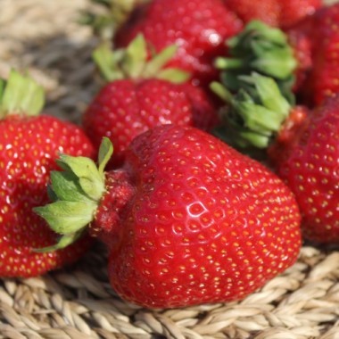 Neu! Erdbeere Riesenerdbeere (Pflanze)