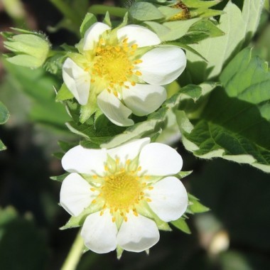 Preview: - Kopie - Kopie - Kopie