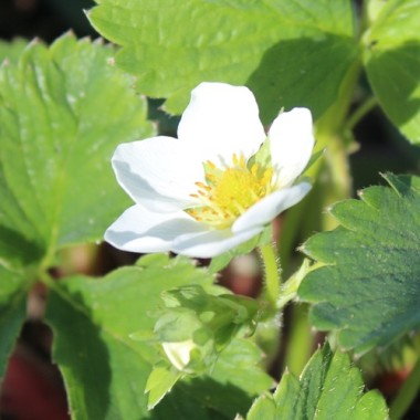 Preview: Erdbeere Wädenswil 6 (Pflanze)