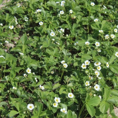 Erdbeerwiese Annelie (Pflanze)