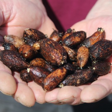 Erdnuss-Platterbse (Pflanze)