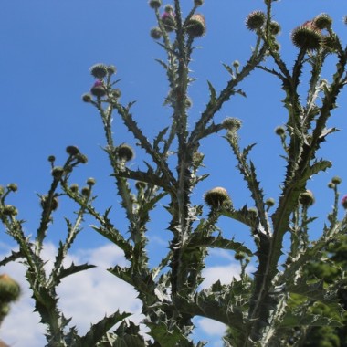 Schottische Distel (Eselsdistel) (Samen)