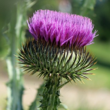 Schottische Distel (Eselsdistel) (Samen)