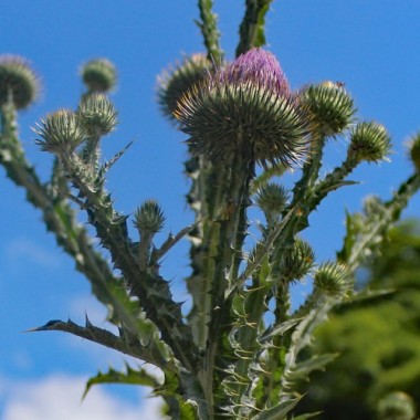 Schottische Distel (Eselsdistel) (Samen)