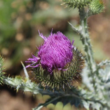 Schottische Distel (Eselsdistel) (Samen)