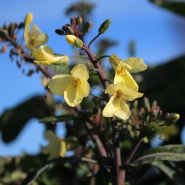 Ewiger Kohl Homesteader’s Kaleidoscopic Grex (Samen)