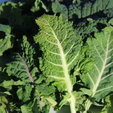 Ewiger Kohl Homesteader’s Kaleidoscopic Grex (Samen)