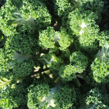 Preview: Federkohl Emerald Ice (Samen)