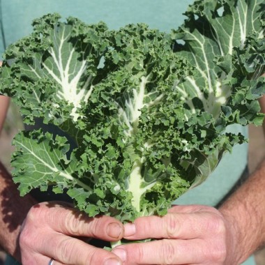 Federkohl Emerald Ice (Samen)