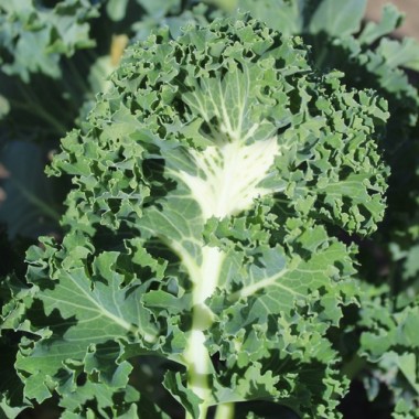 Preview: Federkohl Emerald Ice (Samen)