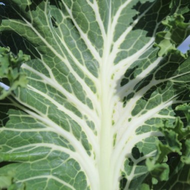 Preview: Federkohl Emerald Ice (Samen)