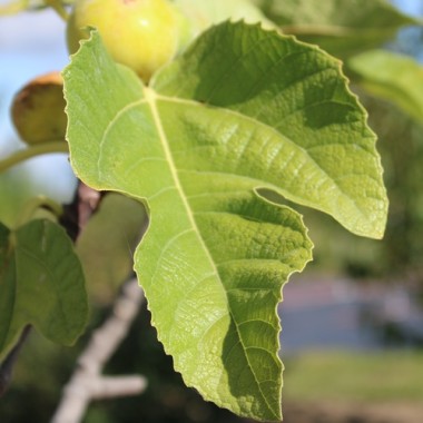 Feige Goute d'Or (Pflanze)