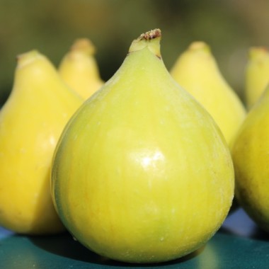 Feige Goute d'Or (Pflanze)