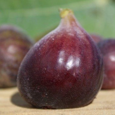 Neu! Feige Hardy Chicago (Pflanze)