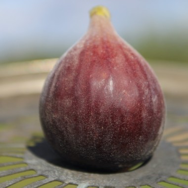 Neu! Feige Hardy Chicago (Pflanze)