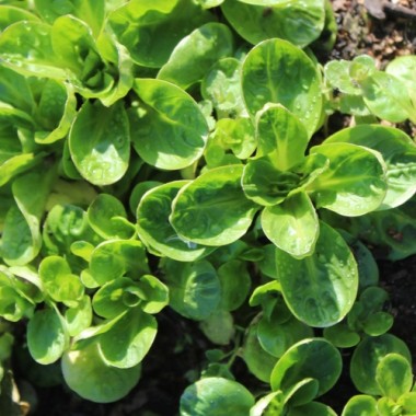 Neu! Feldsalat Coquille de Louvriers (Samen)