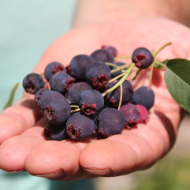 Preview: Felsenbirne Sleyt (Pflanze)