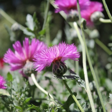Flockenblume Purpurea Splendens (Samen)