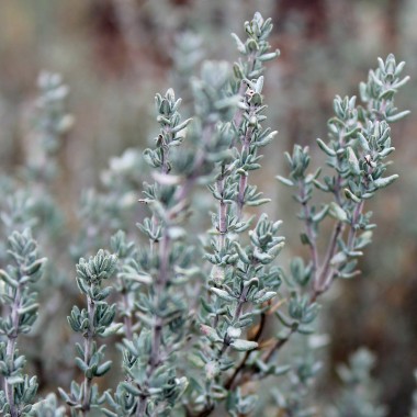 Französischer Thymian (Pflanze)