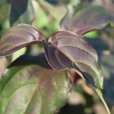 Neu! Fruchthartriegel Cappuccino (Pflanze)