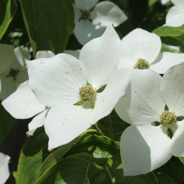 Neu! Fruchthartriegel Schmetterling (Pflanze)