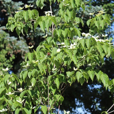 Fruchthartriegel Teutonia (Pflanze)