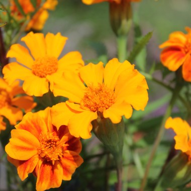 Färbertagetes (Samen)