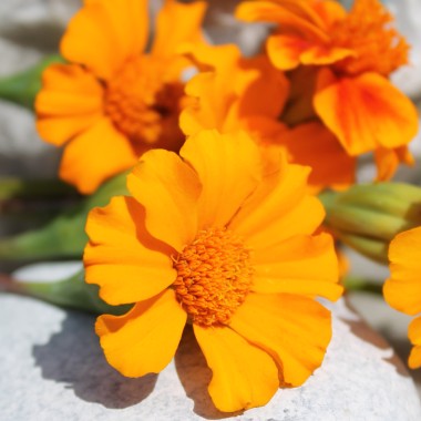 Färbertagetes (Samen)