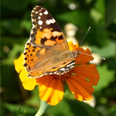 Färbertagetes (Samen)