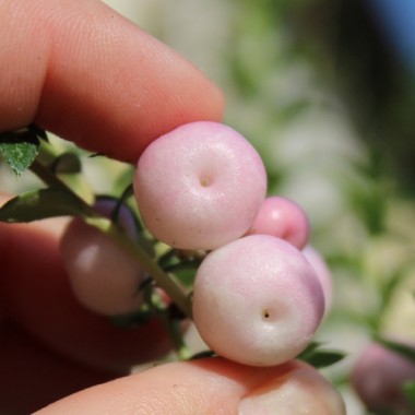 Mountain Tea Berry Mother of Pearl (selbstfruchtbar) (Pflanze)