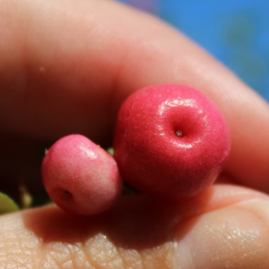 Mountain Tea Berry Signal (selbstfruchtbar) (Pflanze)