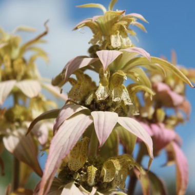 Gelbe Monarde (Samen)