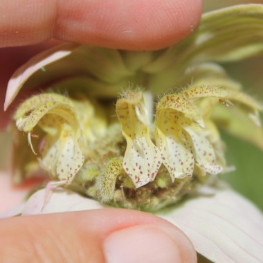 Gelbe Monarde (Samen)