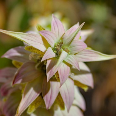 Gelbe Monarde (Samen)