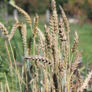 Gelbmehl-Weizen (Samen)