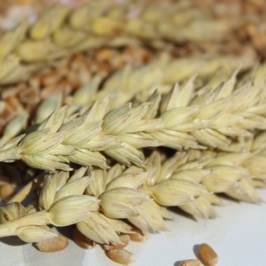 Gelbmehl-Weizen (Samen)