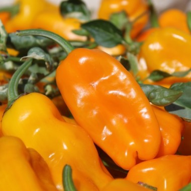 Neu! Gemüsechili Mirages (panaschiert) (Schärfe 0) (Samen)