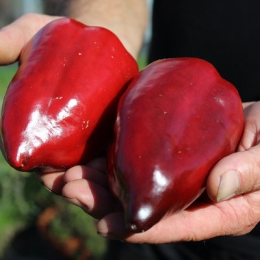 Neu! Gemüsechili Mulato Notturno Grande (Schärfe 1) (Samen)