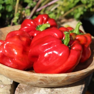 Gemüsechili Pul Biberlik Antep (Schärfe 2) (Samen)