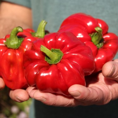 Gemüsechili Pul Biberlik Antep (Schärfe 2) (Samen)