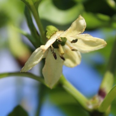 Preview: Gemüsechili Romanian Sweet (Samen)