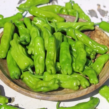 Gemüsechili Shishito (Schärfe 1) (Samen)