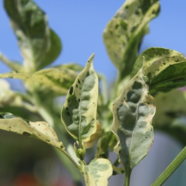 Neu! Gemüsechili VSRP Poblano Gold (Schärfe 2) (Samen)