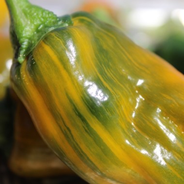 Neu! Gemüsechili VSRP Poblano Gold (Schärfe 2) (Samen)