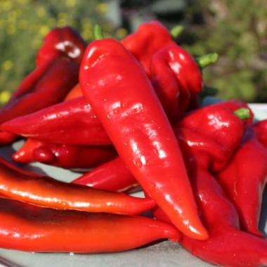 Neu! Gemüsechili Za Nizati (Schärfe 1) (Samen)